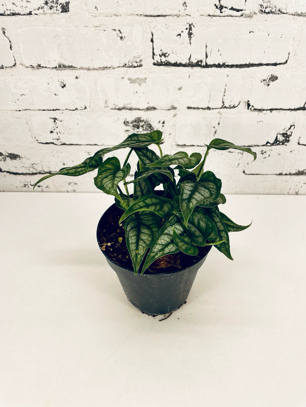 Monstera Siltepecana fi12