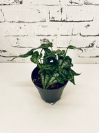 Monstera Siltepecana fi12