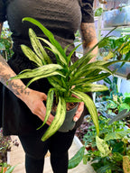 Aglaonema Cutlass fi12