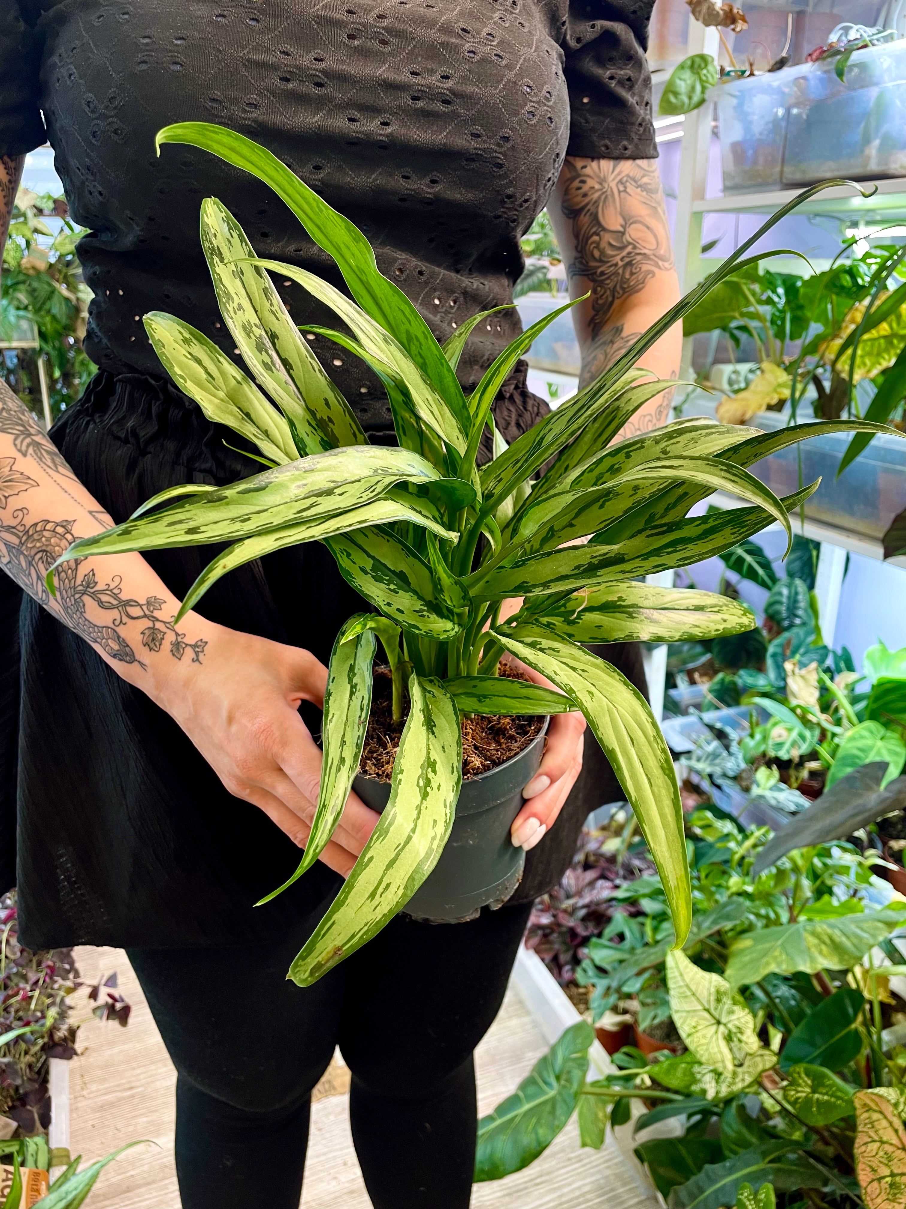 Aglaonema Cutlass fi12