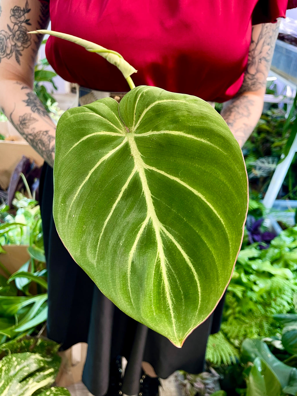 Philodendron Gloriousum Zebra fi12
