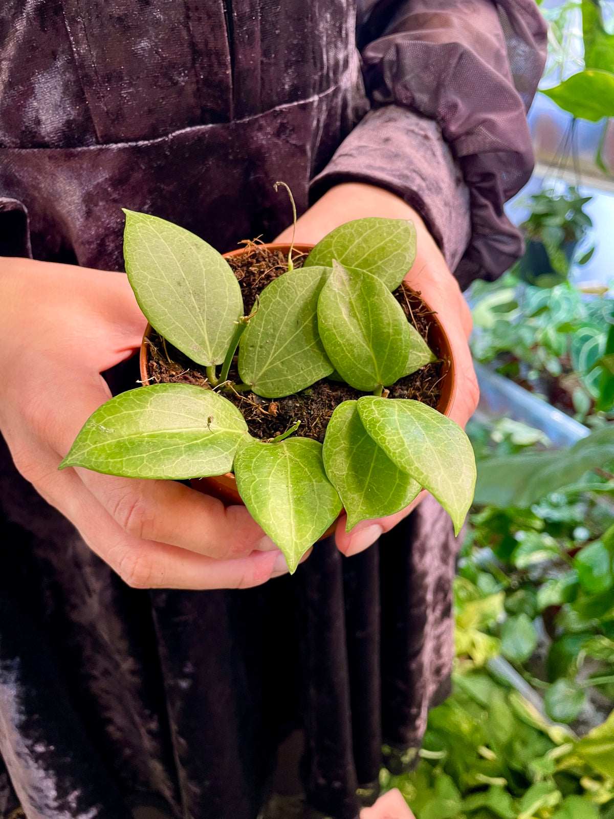 Hoya Fitchii fi9