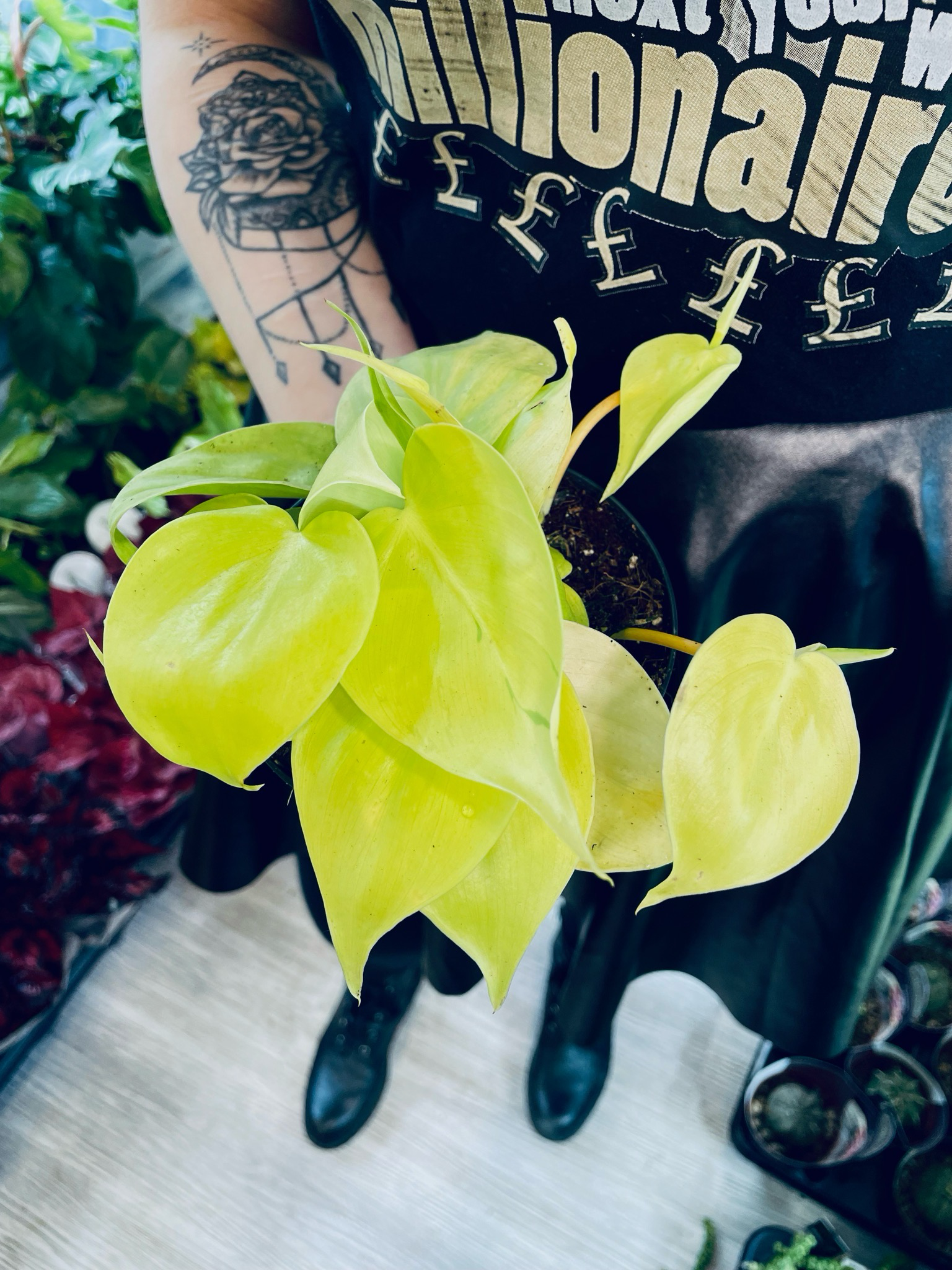 Philodendron scandens Lime fi12