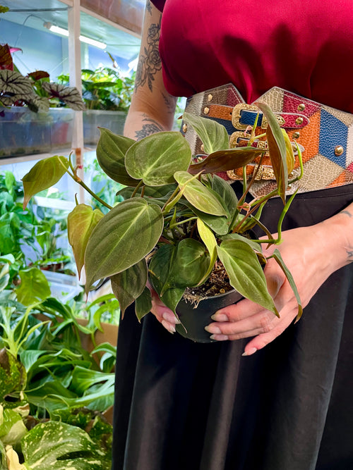 Philodendron Micans fi12