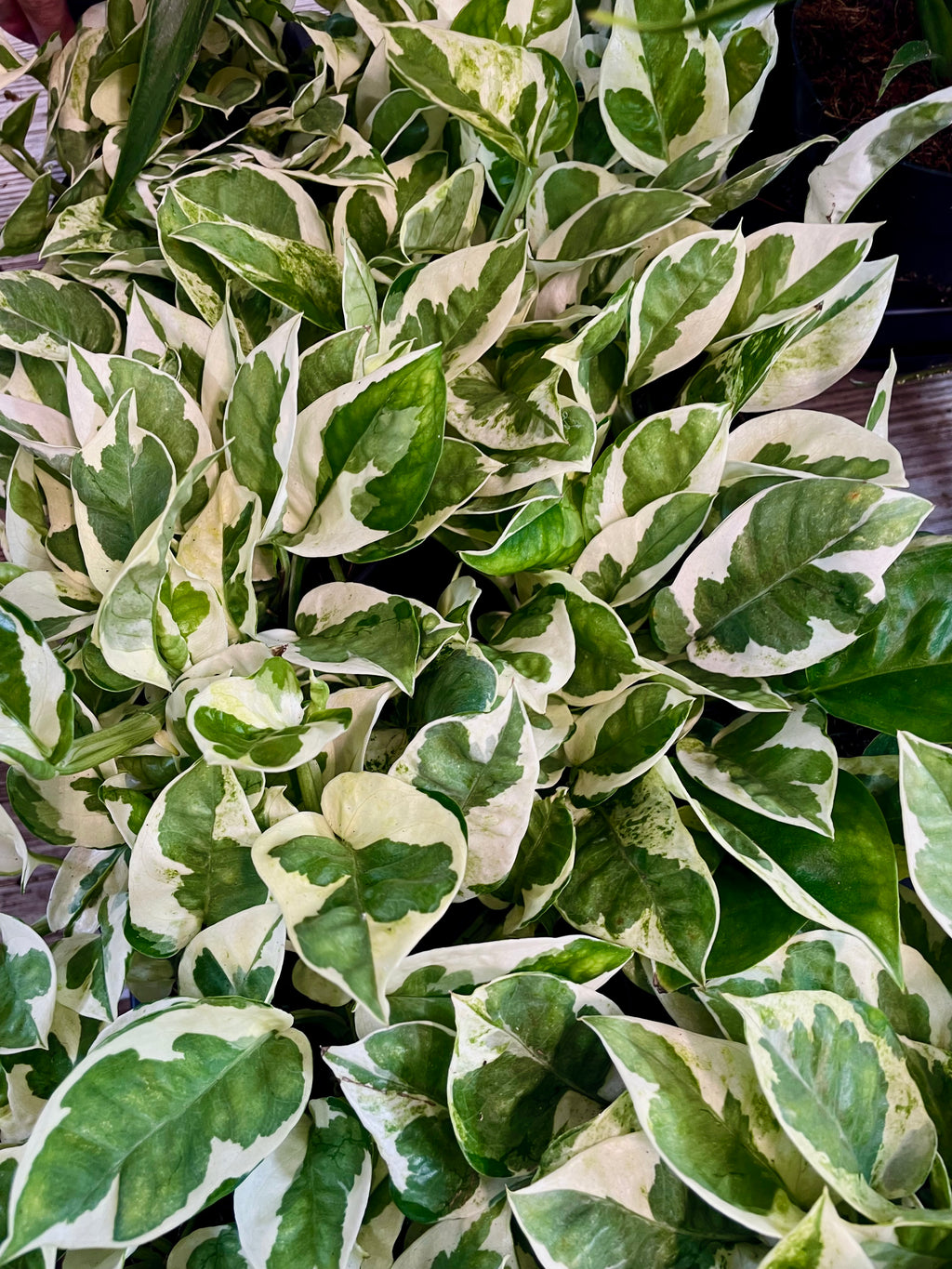 Epipremnum Aureum 'Njoy' fi12