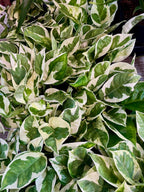 Epipremnum Aureum 'Njoy' fi12