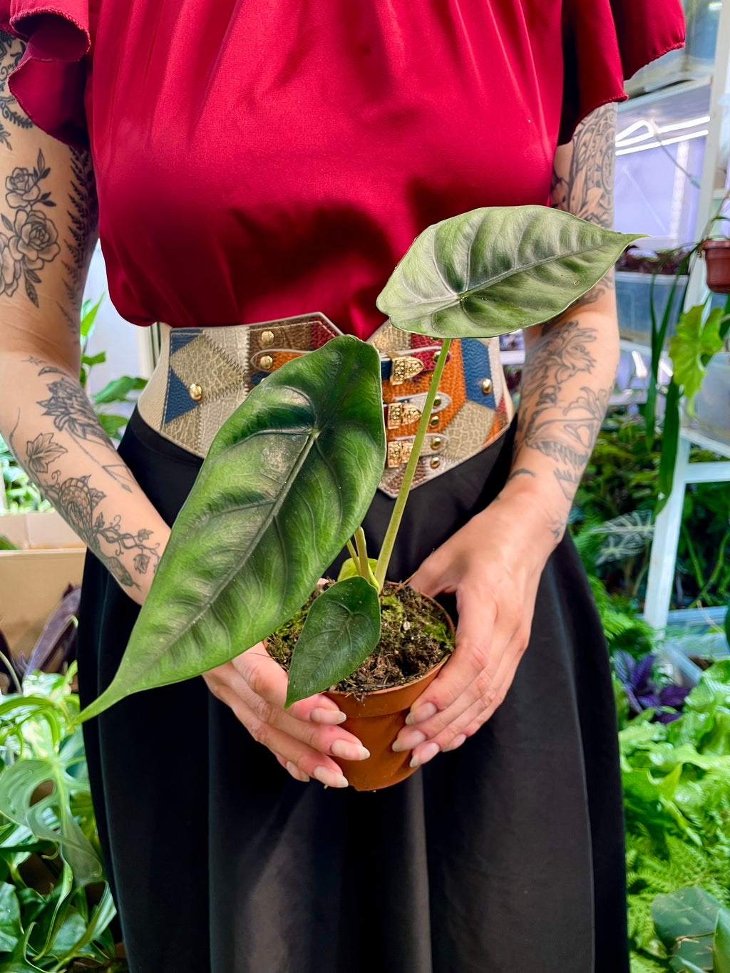Alocasia Venusta fi10,50