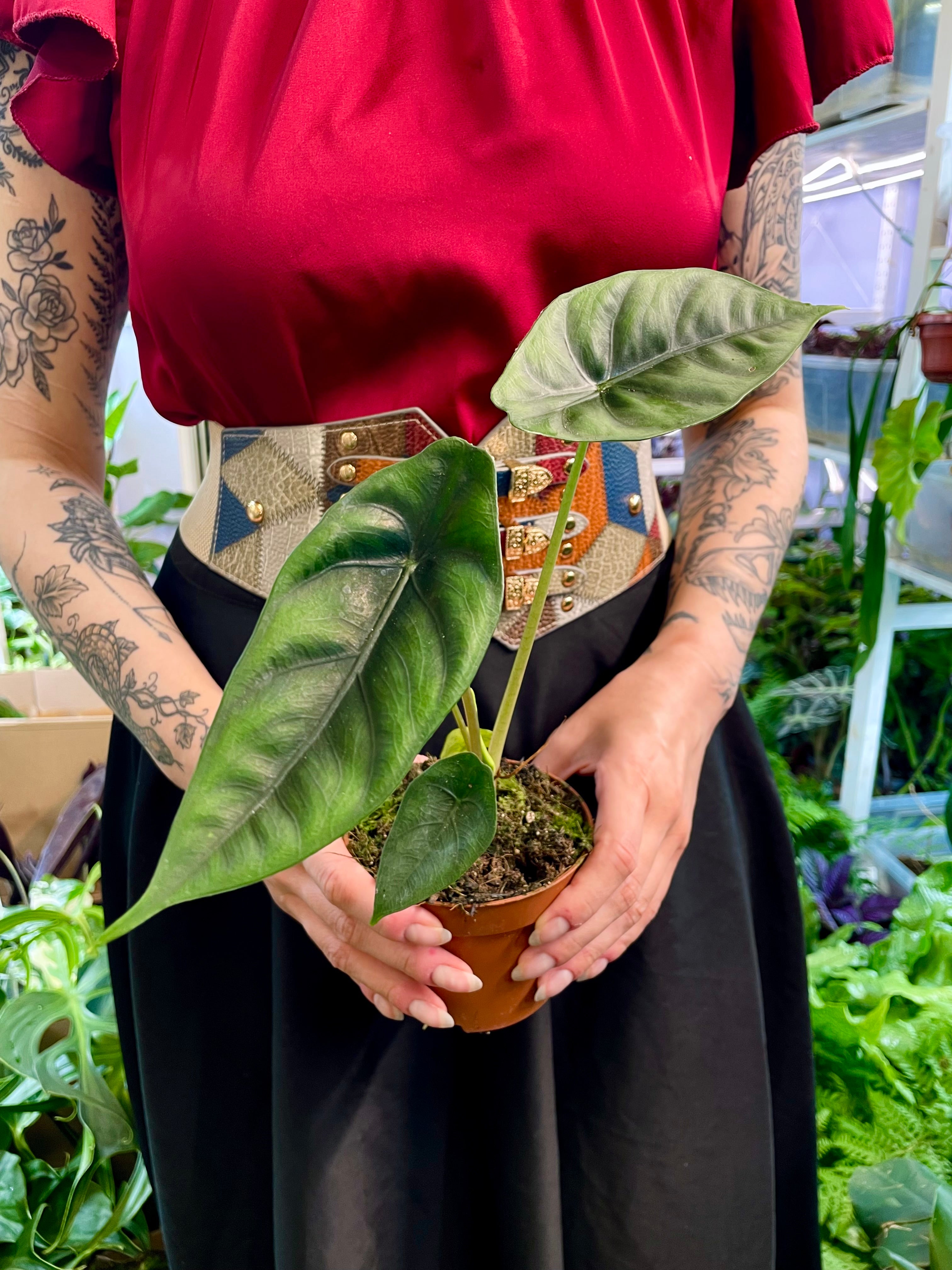 Alocasia Venusta fi10,50