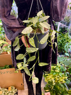 Epipremnum Pinnatum Cebu Blue fi15 visilica