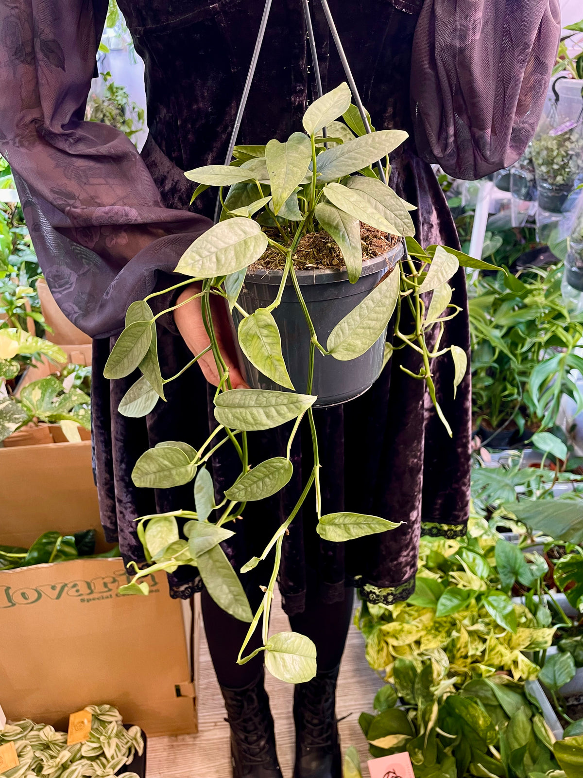 Epipremnum Pinnatum Cebu Blue fi15 visilica