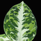 Aglaonema Pictum Tricolor fi10,5