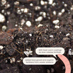 Supstrat SYBASoil Anthurium Mix 5L - Premium mješavina zemlje za Anthuriume