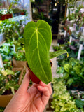 Anthurium Waterburyanum fi6