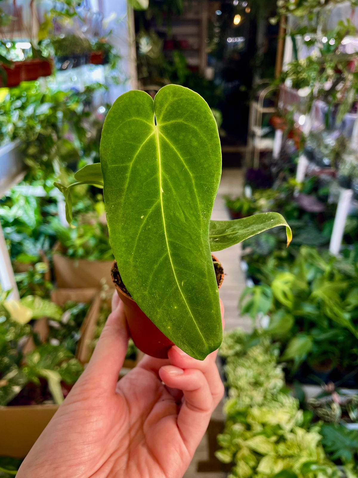 Anthurium Waterburyanum fi6