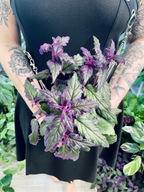 Gynura Aurantiaca 'Purple Passion' fi15