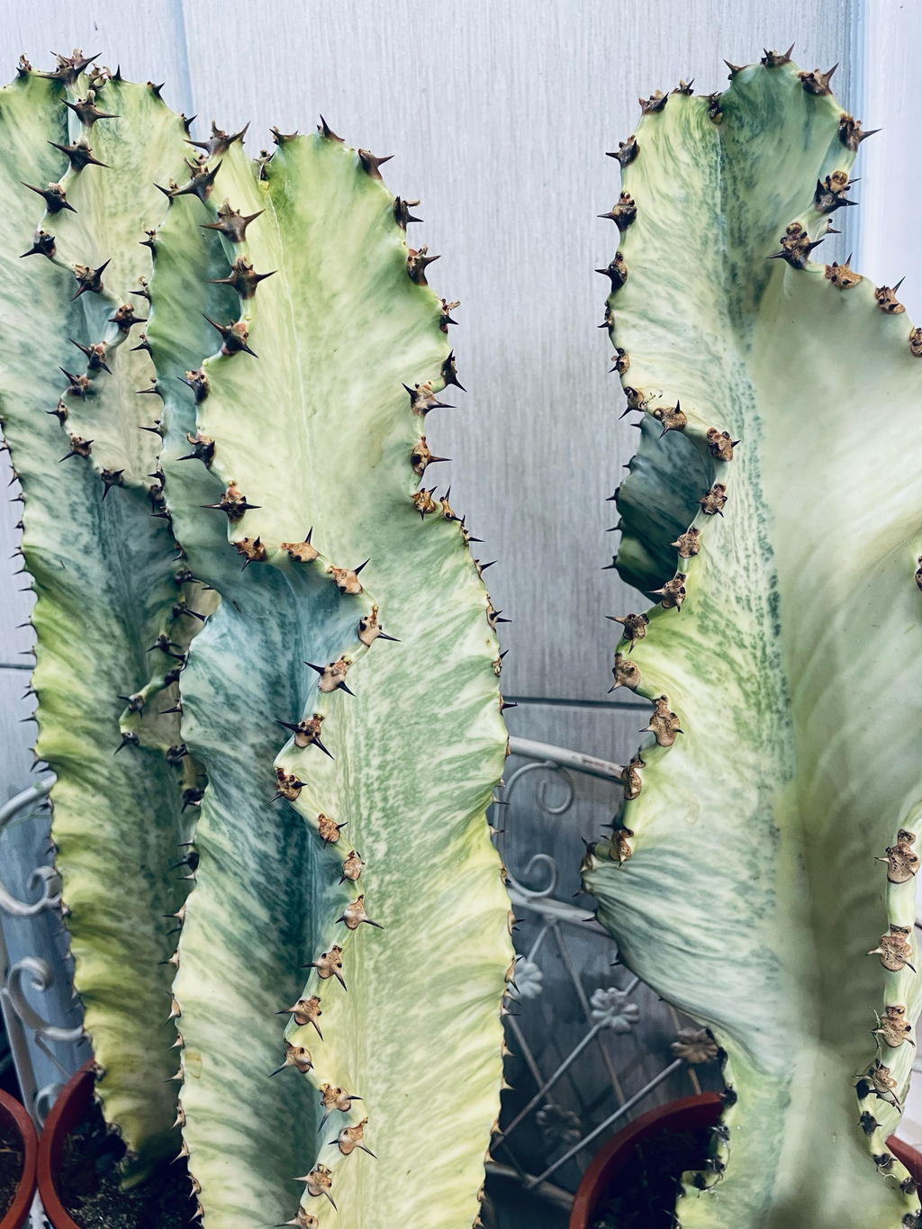 Euphorbia Ingens Variegata Marmorata fi17