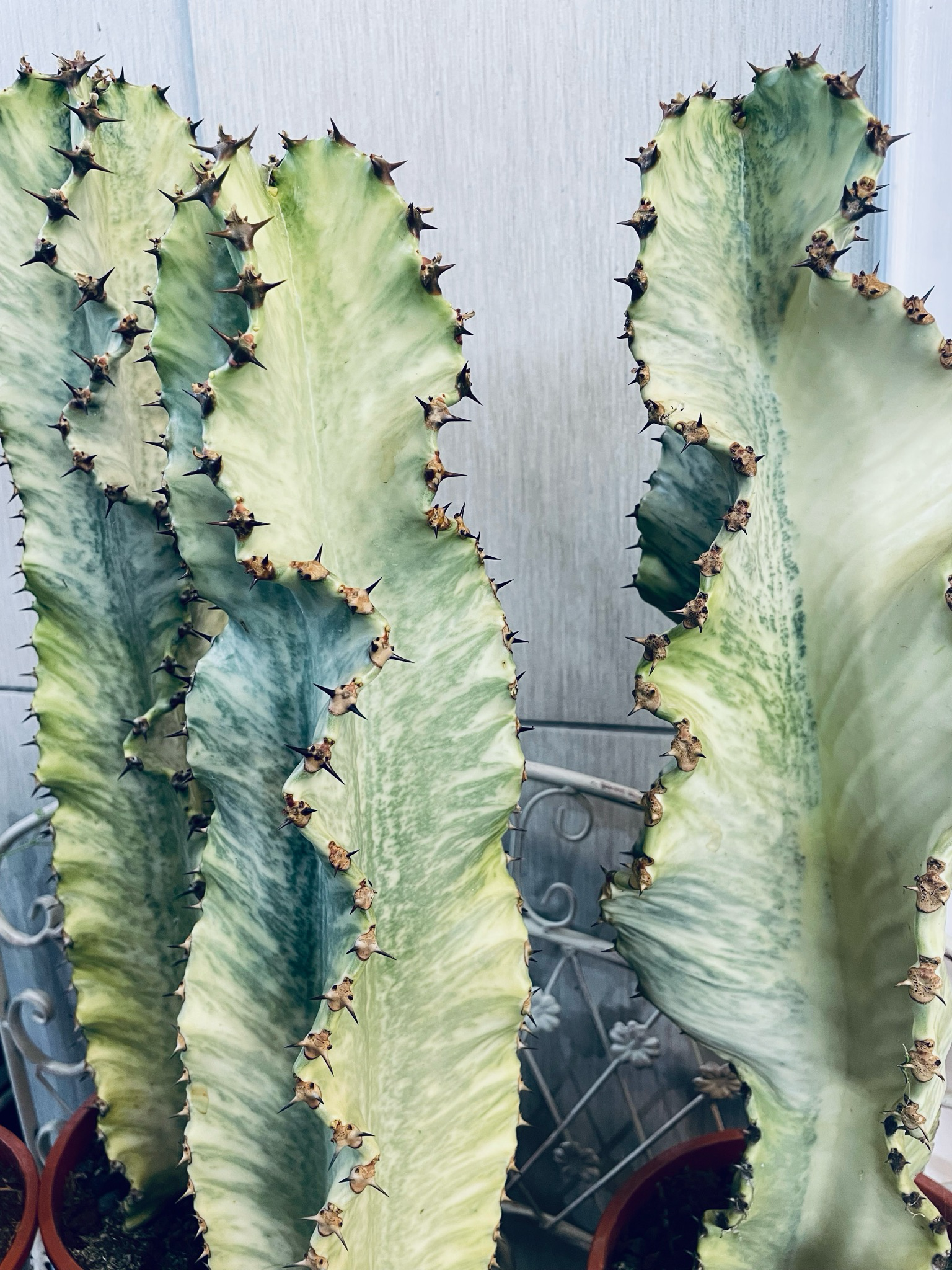 Euphorbia Ingens Variegata Marmorata fi17