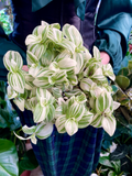 Tradescantia Brightness fi12