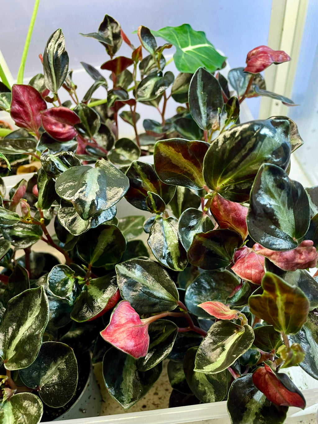 Peperomia Columbiana fi6
