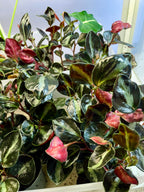 Peperomia Columbiana fi6