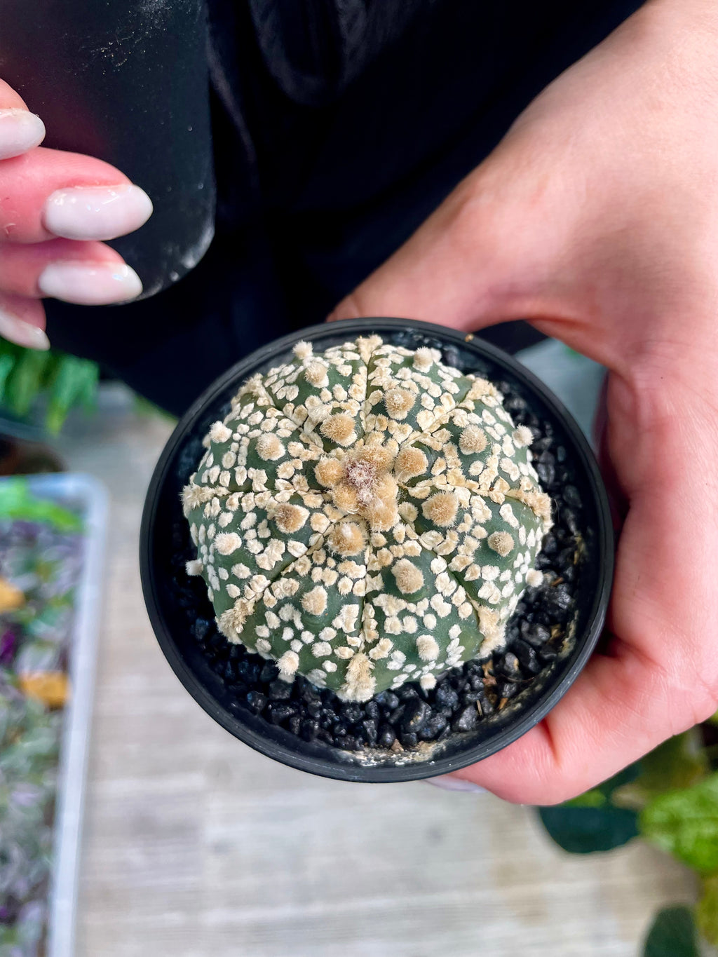 Astrophytum Asterias
Super Kabuto fii7,5