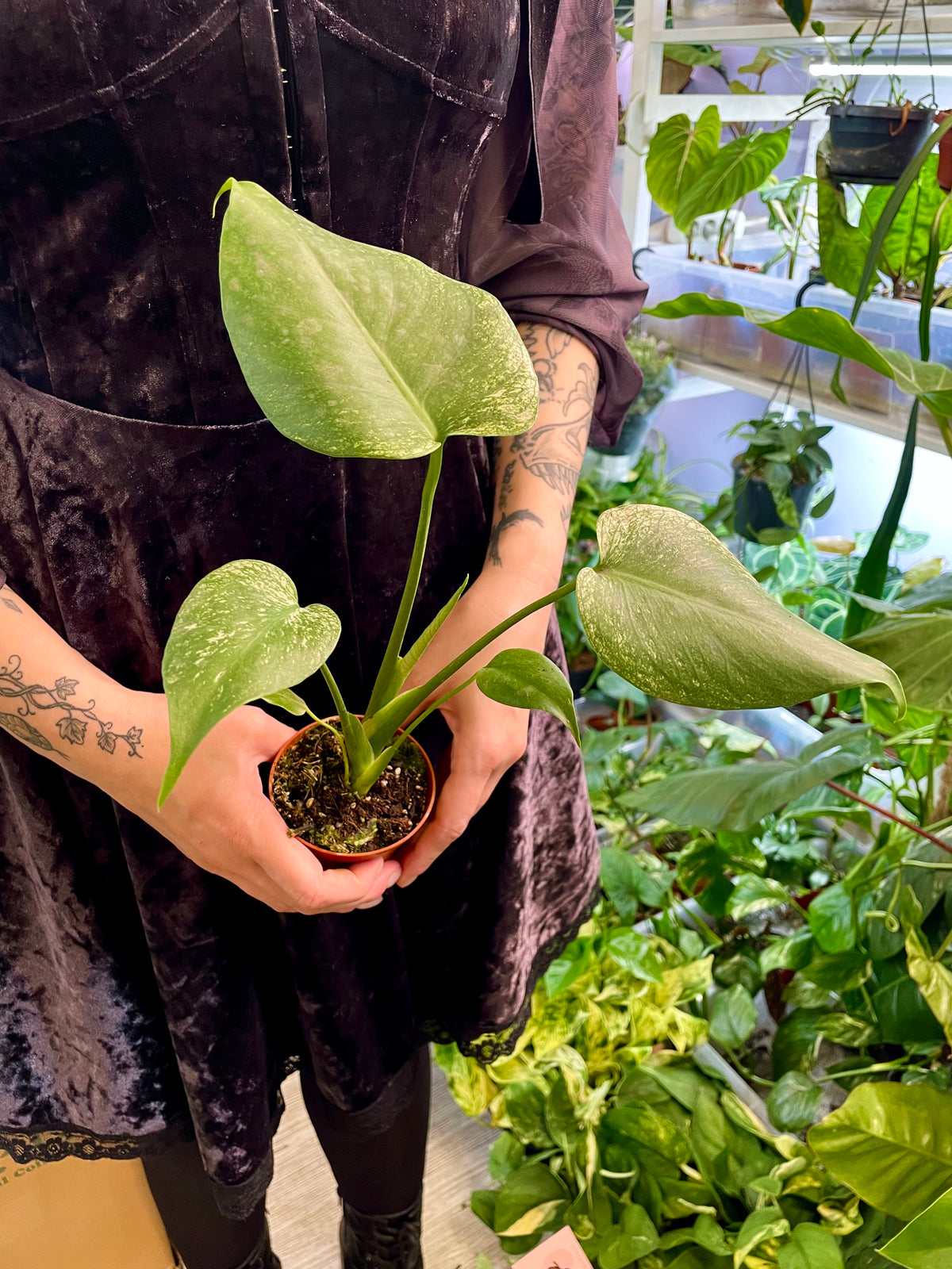 Monstera Devil Monster fi8