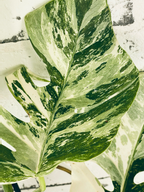 Monstera Deliciosa Albo Variegata fi17