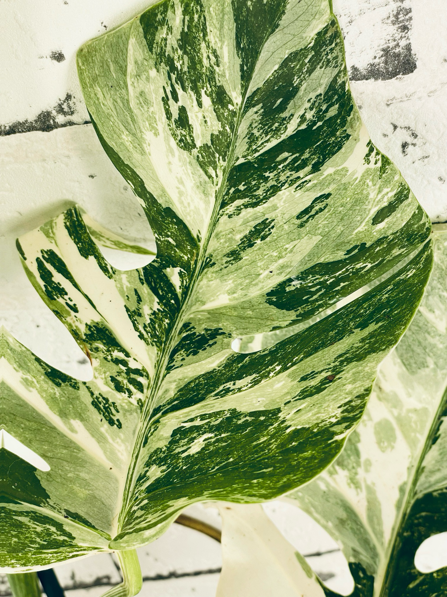 Monstera Deliciosa Albo Variegata fi17