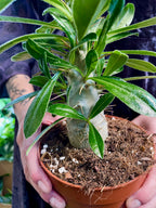 Pachypodium Saundersii  (Kudu Lily) fi12