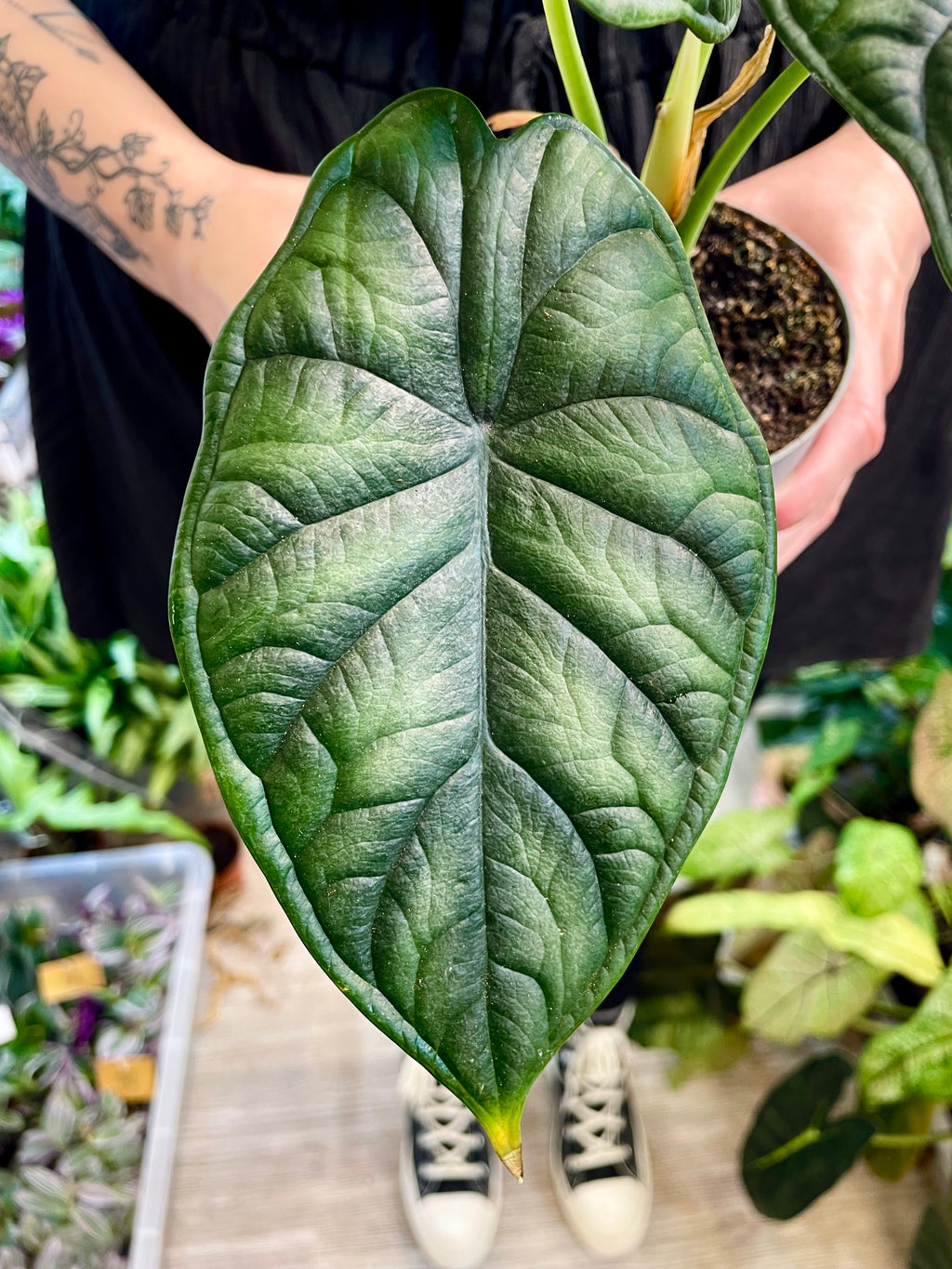 Alocasia Dragon Scale fi10