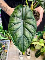 Alocasia Dragon Scale fi10