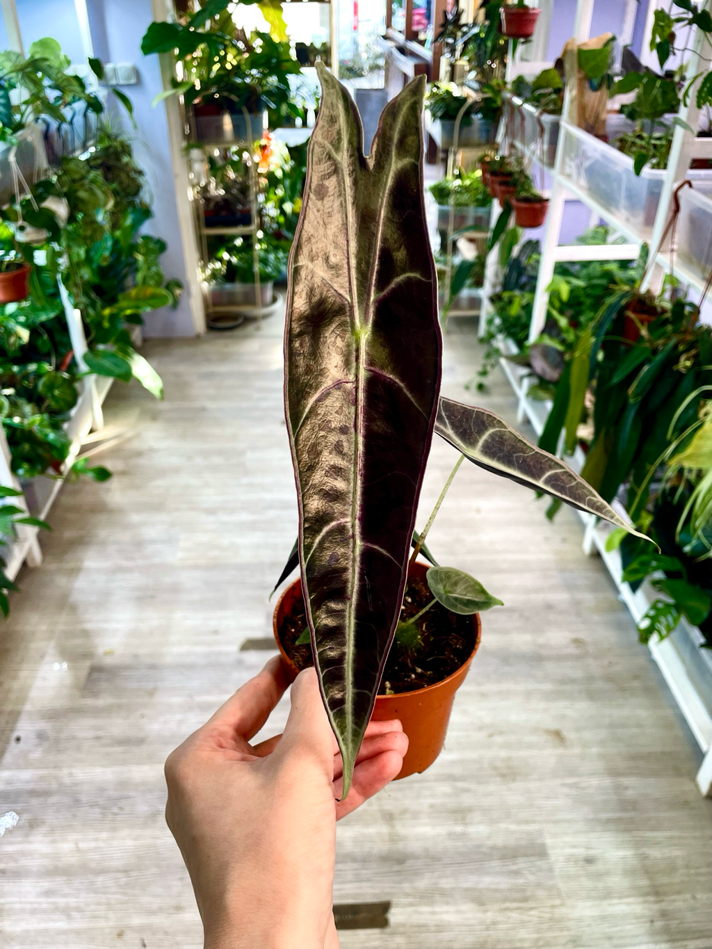 Alocasia Longiloba Purple