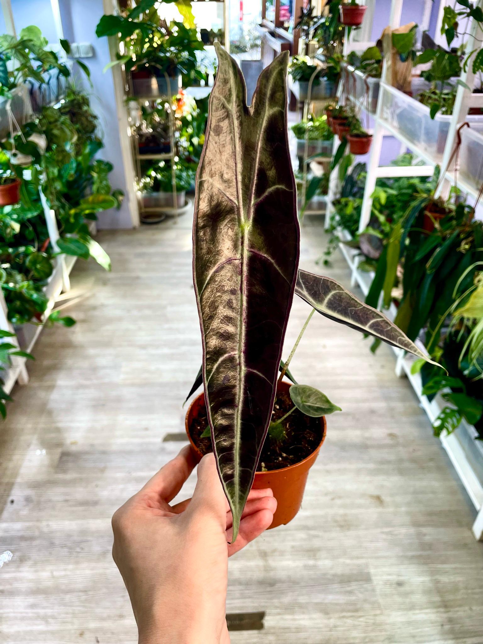 Alocasia Longiloba Purple