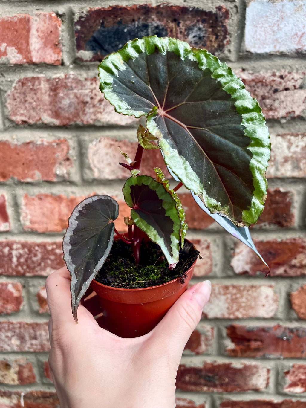 Begonia baramensis fi8