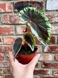 Begonia baramensis fi8
