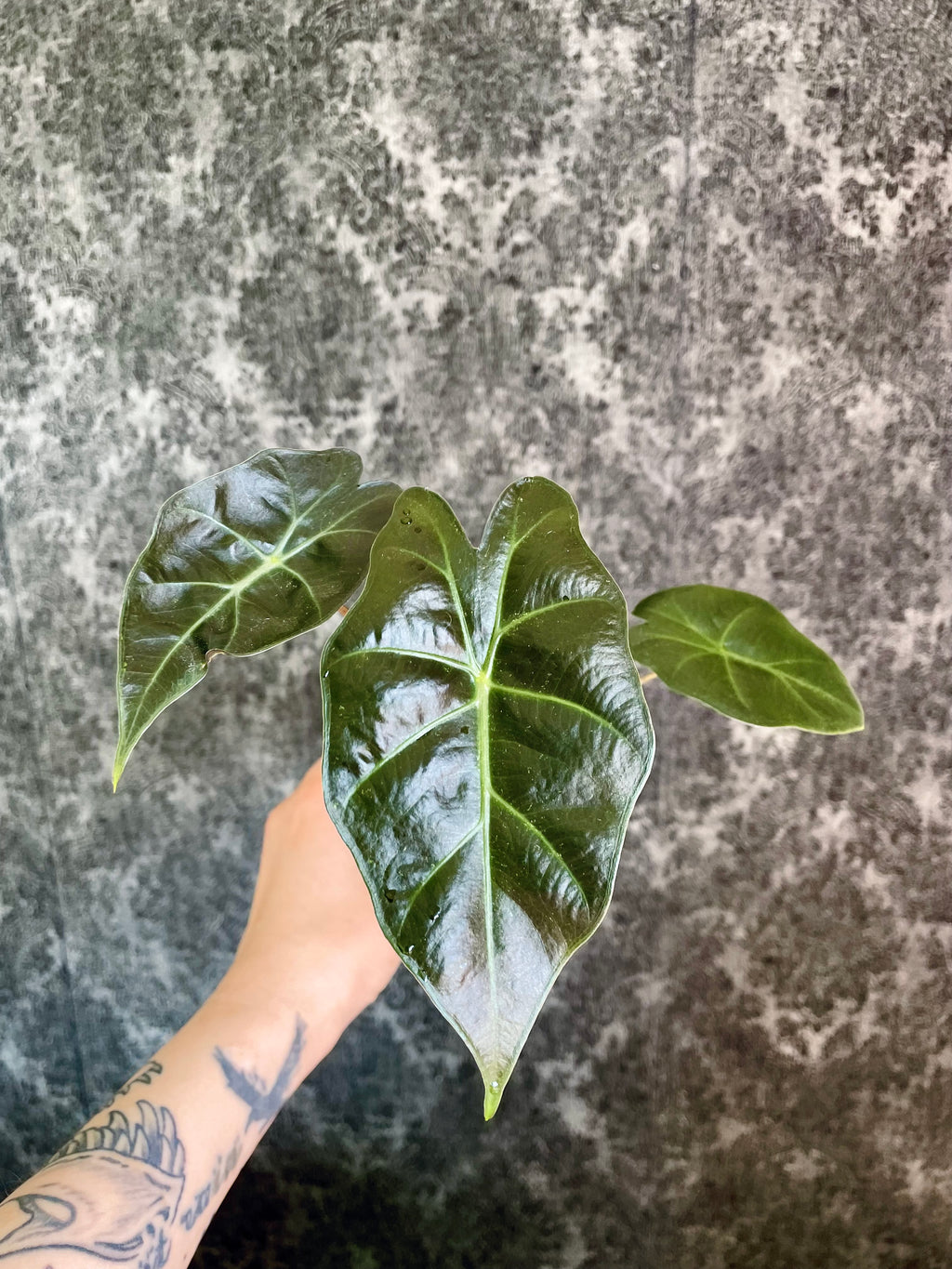 Alocasia Mayan Mask fi6