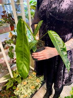 Philodendron Patriciae fi14