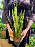 Sansevieria Spermint svekrvin jezik fi12
