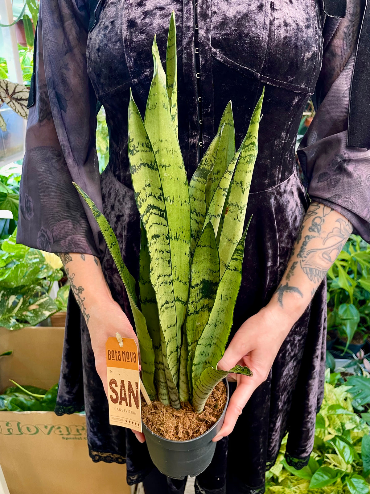 Sansevieria Spermint svekrvin jezik fi12