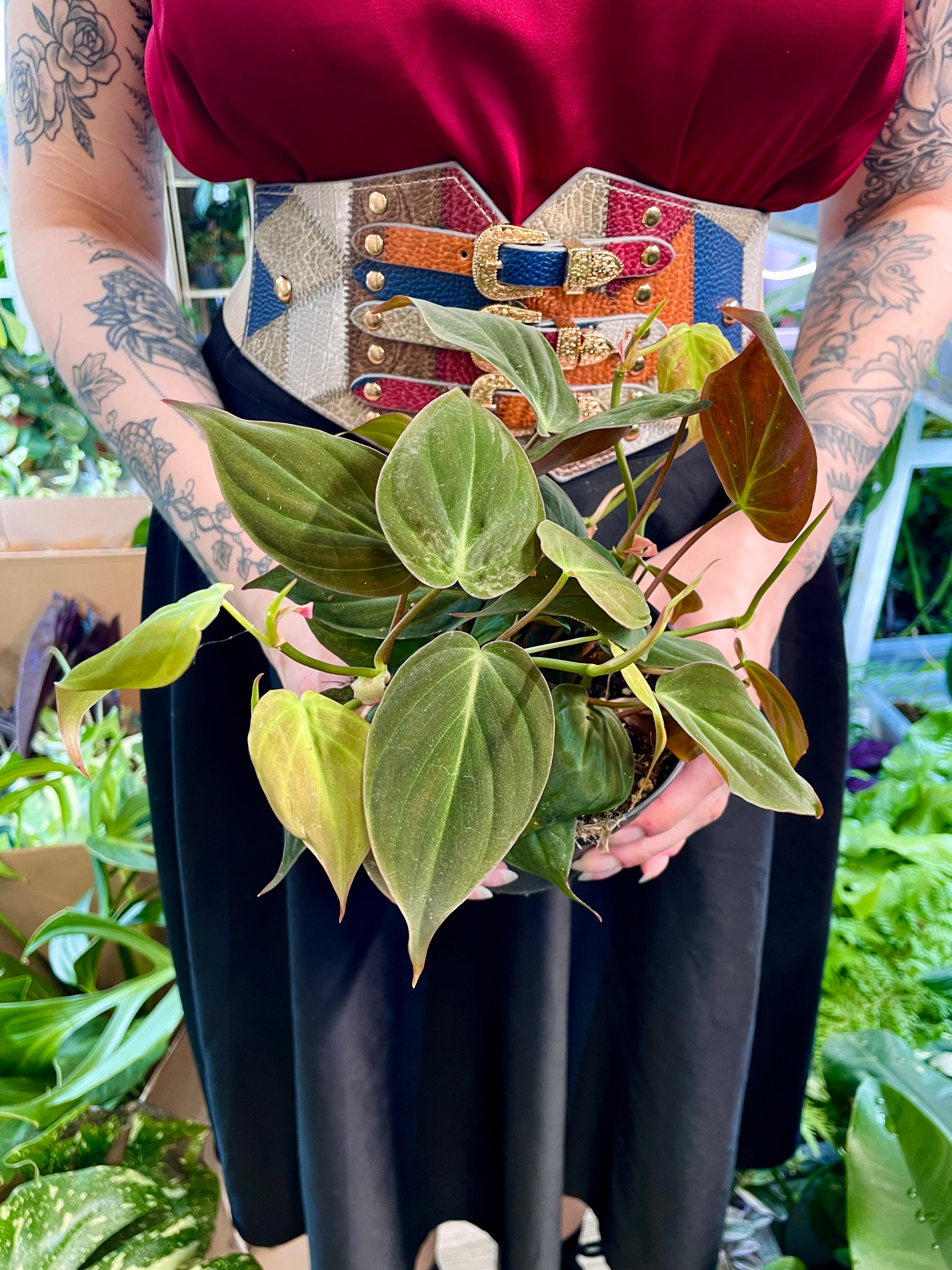 Philodendron Micans fi12