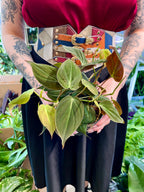 Philodendron Micans fi12
