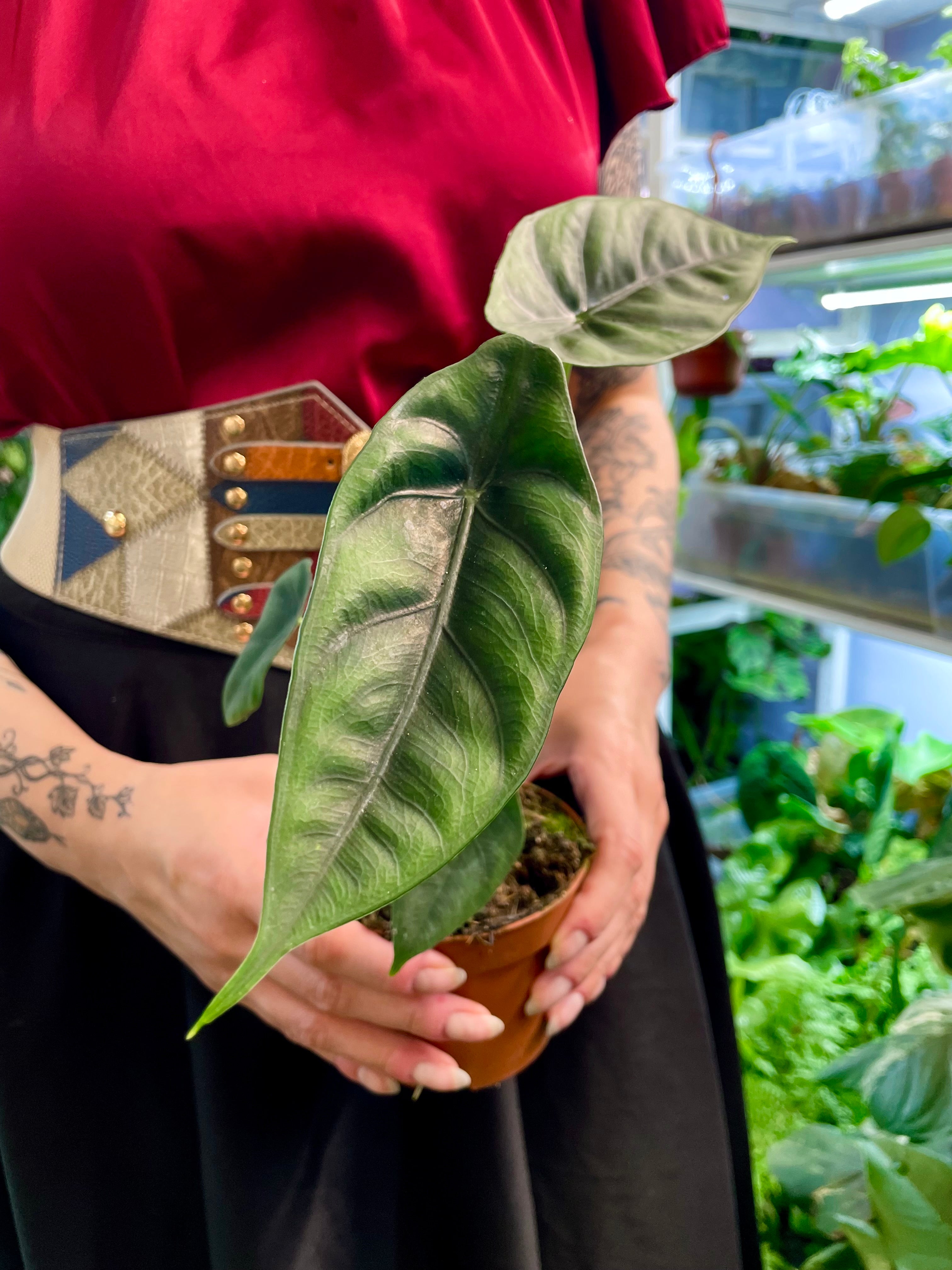 Alocasia Venusta fi10,50