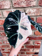 Alocasia Black Velvet Pink Variegata fi12