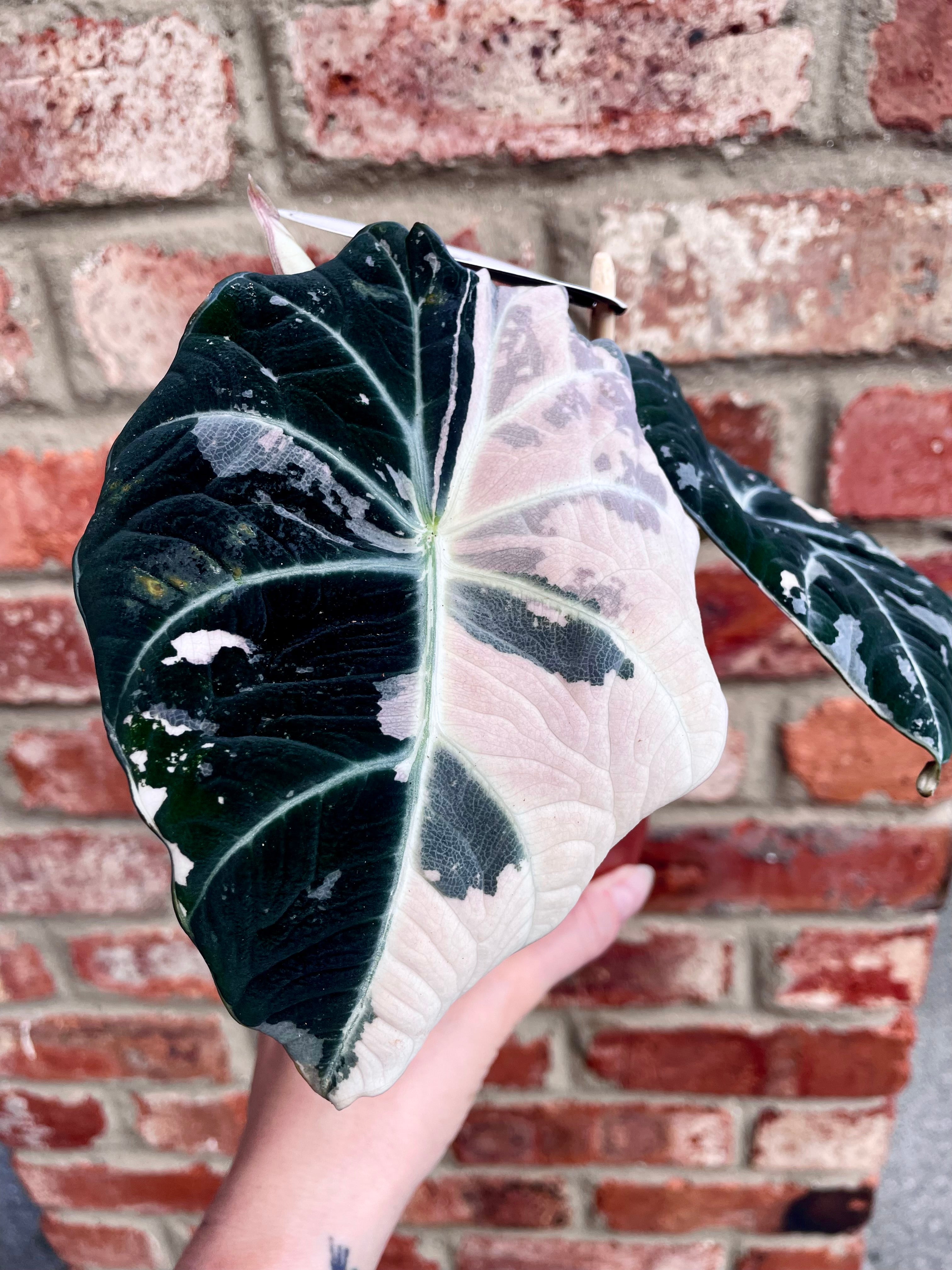 Alocasia Black Velvet Pink Variegata fi12