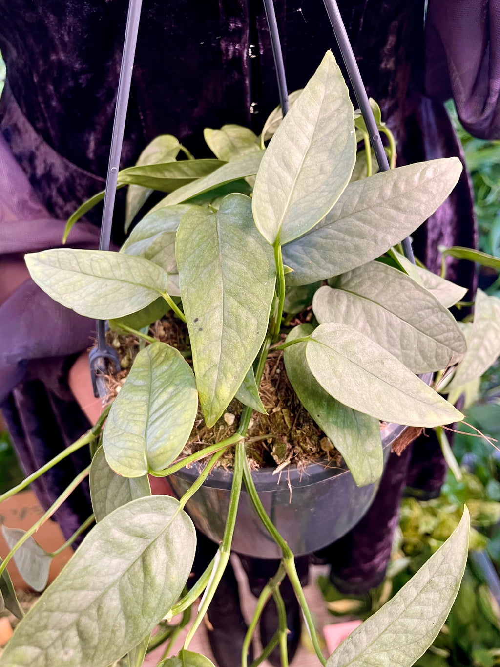Epipremnum Pinnatum Cebu Blue fi15 visilica