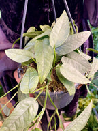 Epipremnum Pinnatum Cebu Blue fi15 visilica