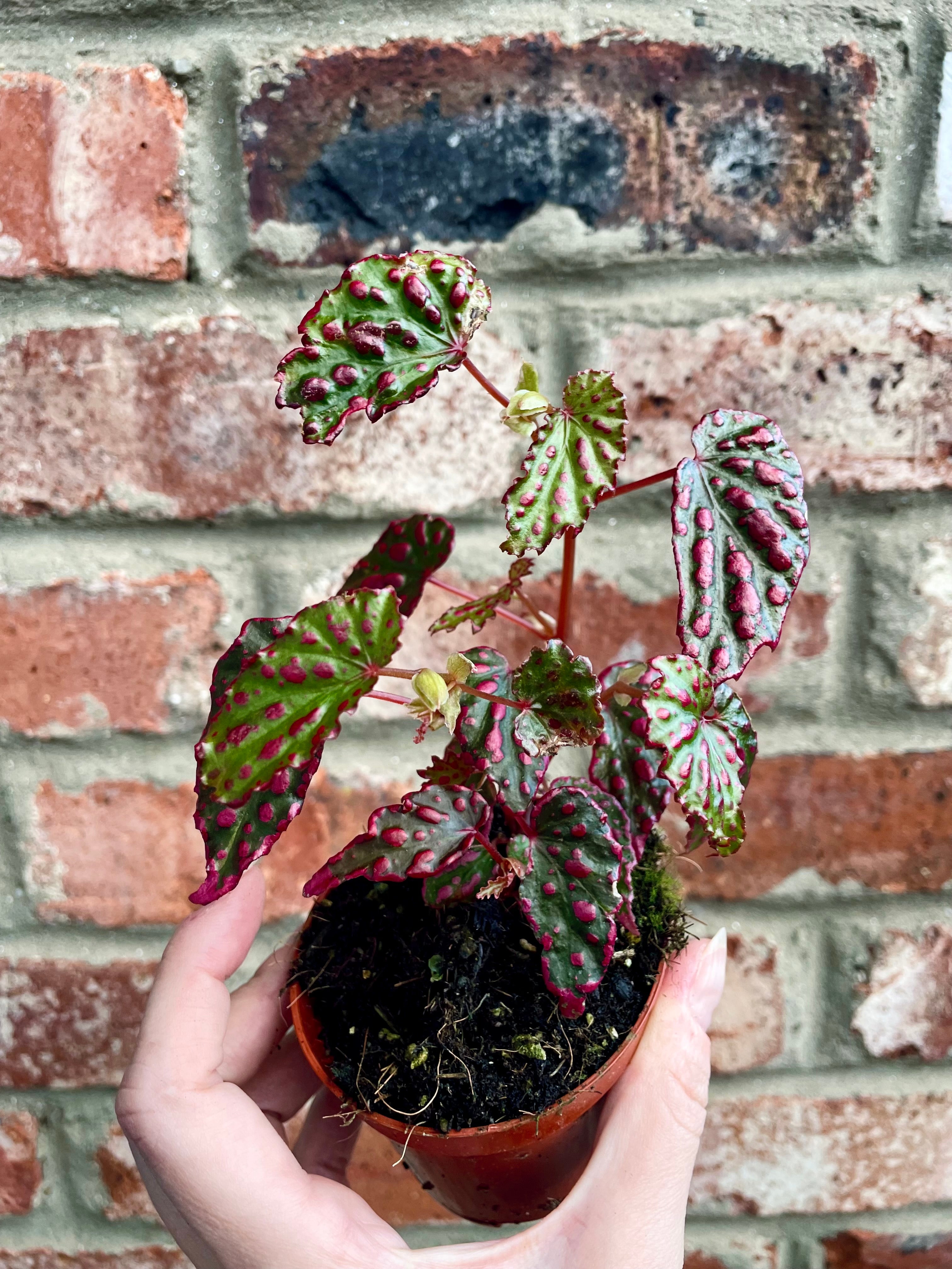 Begonia Pink Lady fi8