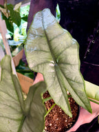 Alocasia Heterophylla Dragons Breath fi14