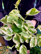 Epipremnum Aureum 'Njoy' fi12