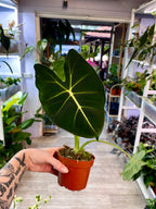 Alocasia Micholitziana Round Leaf fi8